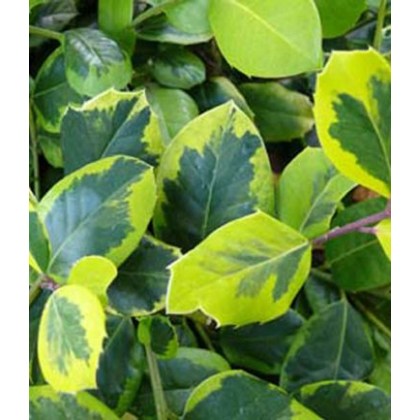 Ilex x altaclerensis Golden King (F) 2L Ilex x altaclerensis Golden King (F) 2L