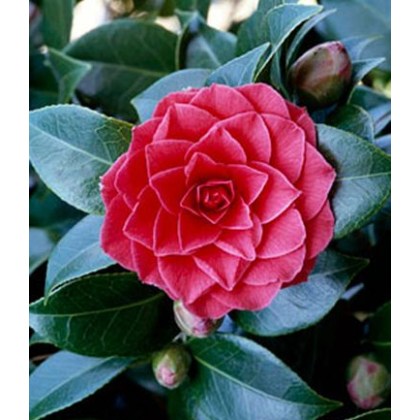Camellias