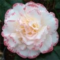 Camellia japonica Margaret Davis 1.5L