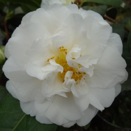 Camellia x williamsii E.T.R. Carlyon 1.5L