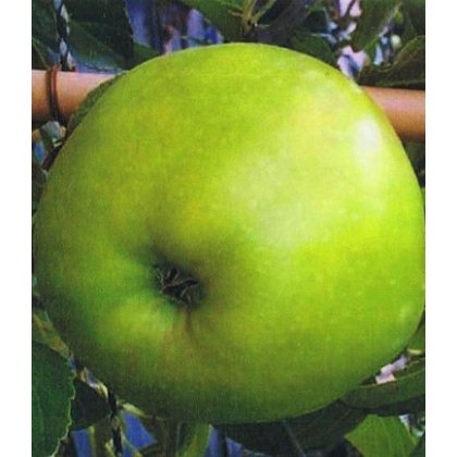 Apple (Malus) Bountiful - Bush - M26 12L Apple (Malus) Bountiful - Bush - M26 12L