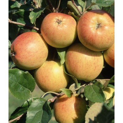 Apple (Malus) Christmas Pippin® - Bush - M26 12L Apple (Malus) Christmas Pippin® - Bush - M26 12L