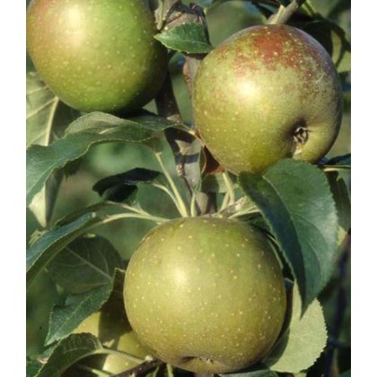 Apple (Malus) Egremont Russet - Bush - M26 12L Apple (Malus) Egremont Russet - Bush - M26 12L