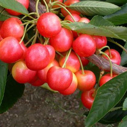 Cherry (Prunus) Stardust (COVEU) Patio - Gisela 5 11.5L Cherry (Prunus) Stardust (COVEU) Patio - Gisela 5 11.5L