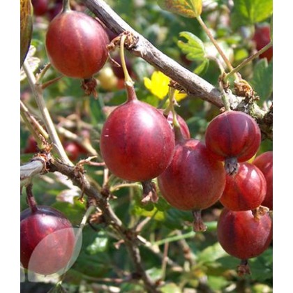Gooseberry (Ribes) Hinnonmaki Red 3L Gooseberry (Ribes) Hinnonmaki Red 3L