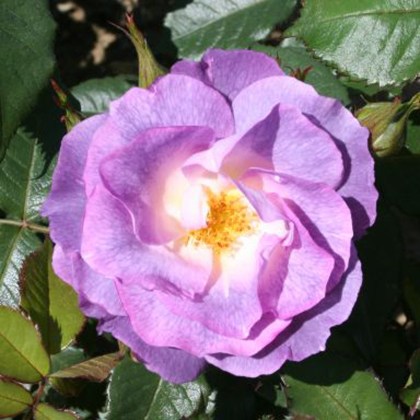Rose Blue for You 3Ldp