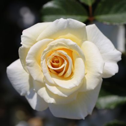 Rose Diamond Days Forever 3Ldp