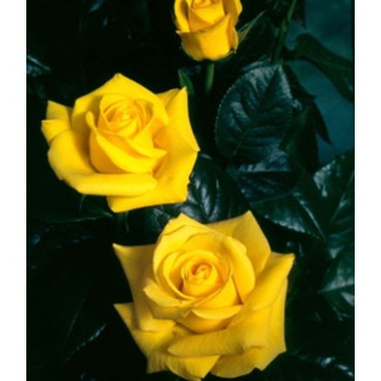 Rose Golden Wedding 3Ldp
