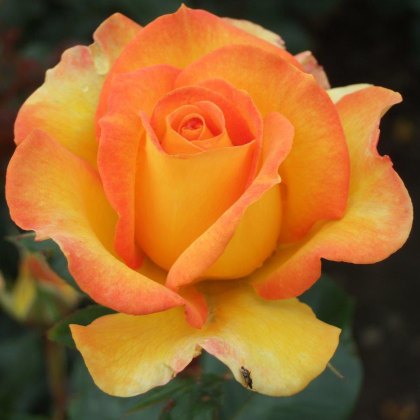 Rose Happy Birthday 3Ldp