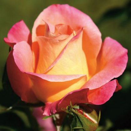 Rose Inspiration 3Ldp