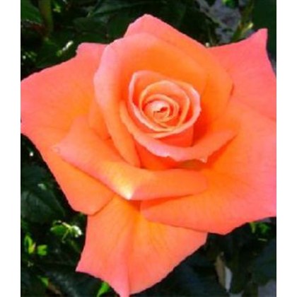 Rose Mama Mia! 3Ldp