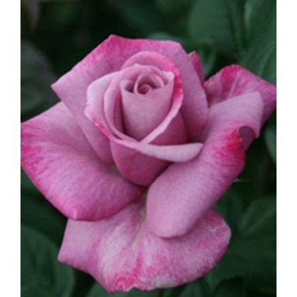 Rosa MY LOVELY DAD (Moody Blue) 3Ldp
