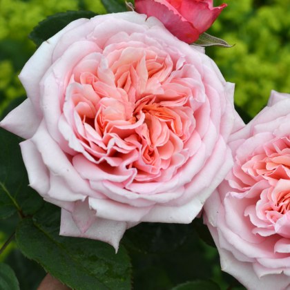 Rose Never Ending Story 3Ldp