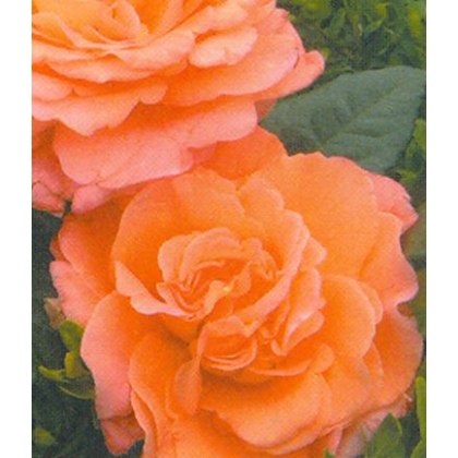 Rose Rachel 3Ldp Rose Rachel 3Ldp