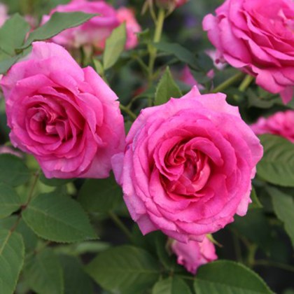 Rose Raspberry Cupcake 3Ldp Rose Raspberry Cupcake 3Ldp