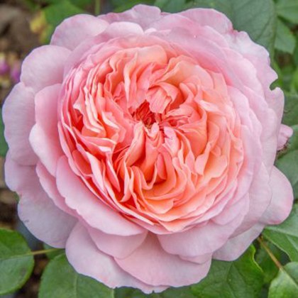 Rose Sweet Romantica 3Ldp Rose Sweet Romantica 3Ldp