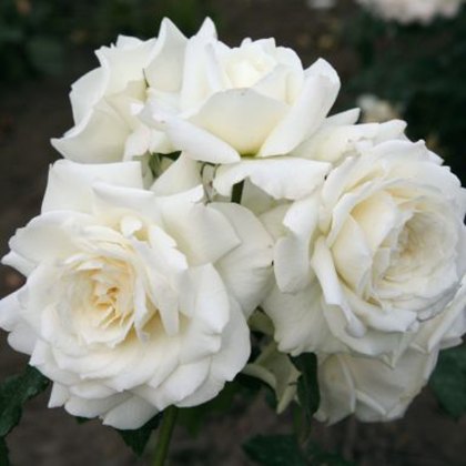 Rose Alaska 4Ldp
