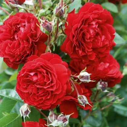 Rose Everlasting Love 4Ldp