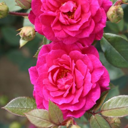Rose Gloriana 4Ldp