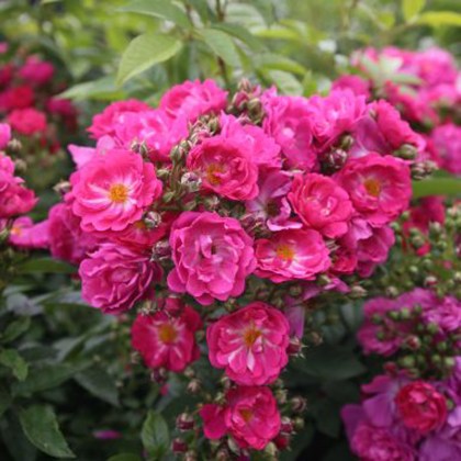 Rose Siluetta Perfumy 4Ldp Rose Siluetta Perfumy 4Ldp