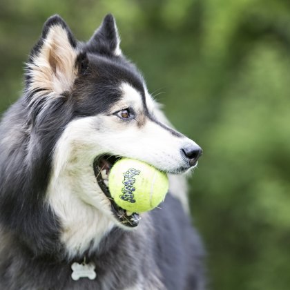 KONG SqueakAir Tennis Ball Small (3pk)