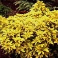 Choisya ternata Lich (SUNDANCE) 2L Choisya ternata Lich (SUNDANCE) 2L