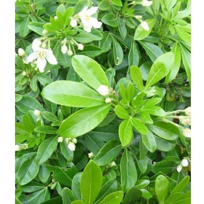 Choisya ternata 2L Choisya ternata 2L