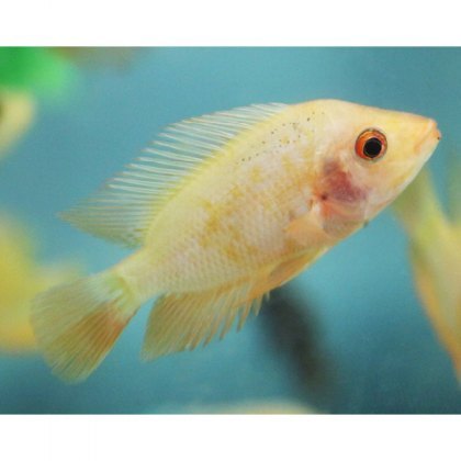 CICHLIDS Cichlasoma Labiatum