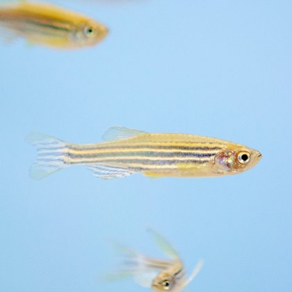 Danios