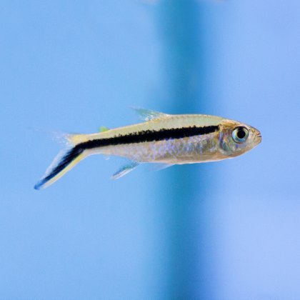 TETRAS Penguin