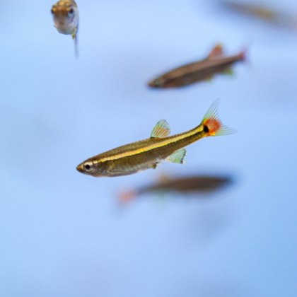 Rasbora