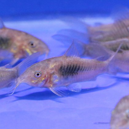 CATFISH Bronze Cory