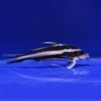 CATFISH Striped Talking