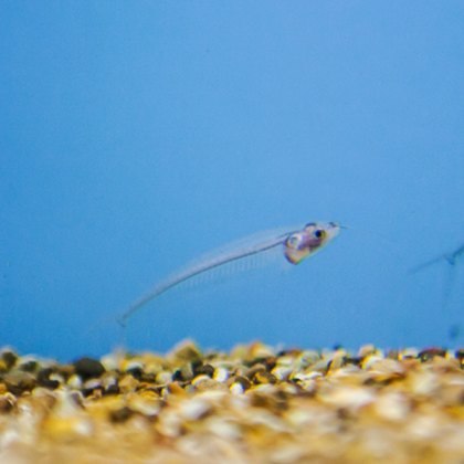 CATFISH Thai Glass Cats
