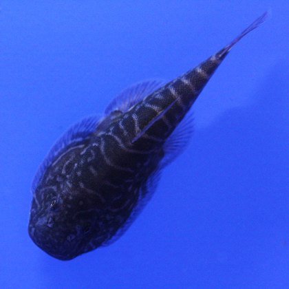 CATFISH Borneo Sucker