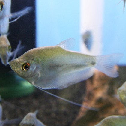 GOURAMI Moonlight