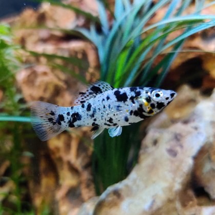 MOLLY Dalmation