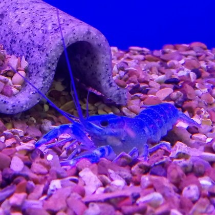 CRUSTACEANS Lobster Cobalt Blue