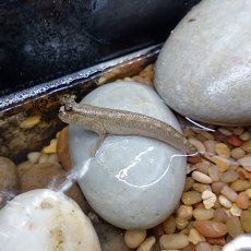 SPECIALIST MUDSKIPPER Asian