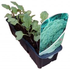 Broccoli 'Marathon'  STRIP