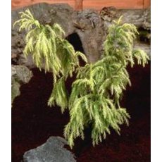 Cryptomeria japonica 'Sekkan-Sugi'  3L