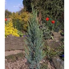 Juniperus scopulorum 'Blue Arrow'  3L