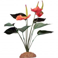 KOMODO Anthurium Bush 29cm