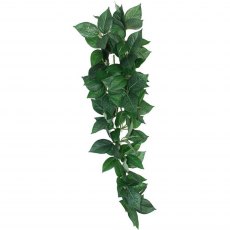 KOMODO Sumatra Hanging Vine 23cm
