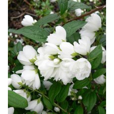 Philadelphus 'Snowbelle'   3L Philadelphus 'Snowbelle'   3L