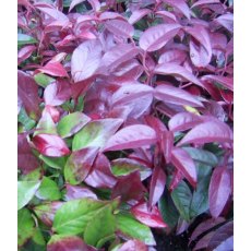 Leucothoe 'Lovita'   2L Leucothoe 'Lovita'   2L