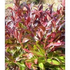 Leucothoe 'Zeblid' (SCARLETTA)   2L Leucothoe 'Zeblid' (SCARLETTA)   2L