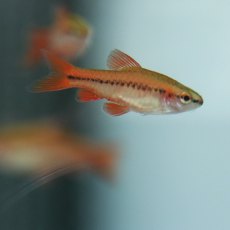 BARBS Cherry BARBS Cherry