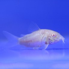 CATFISH Albino Cory