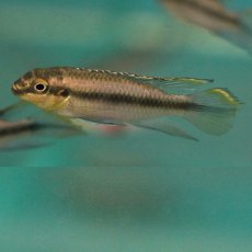 CICHLIDS Kribensis